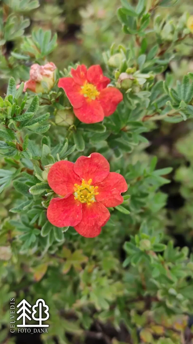 Potentilla fruticosa    'Red Ace'